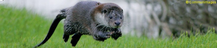 La louloutre de Michel