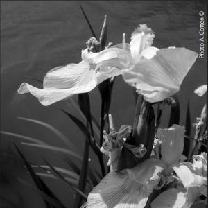 Iris en bord de Gironde