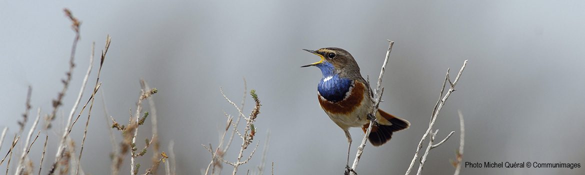 bandeau Estuaire_Milieu-naturel