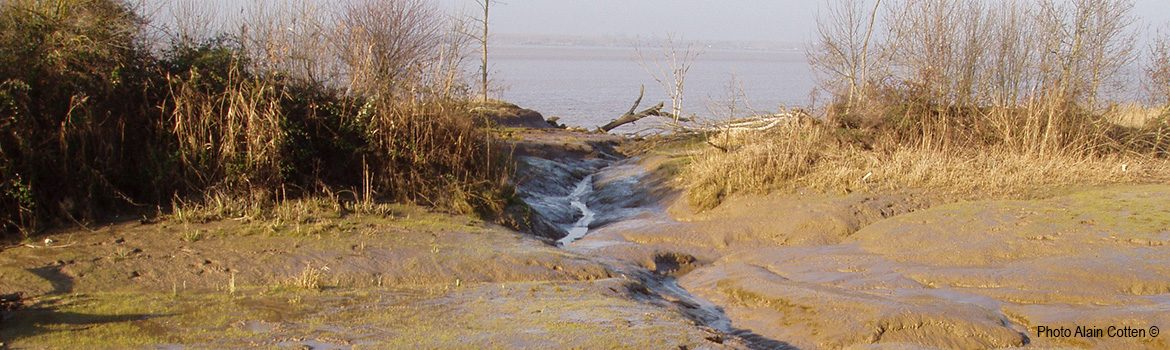 bandeau estuaire intime